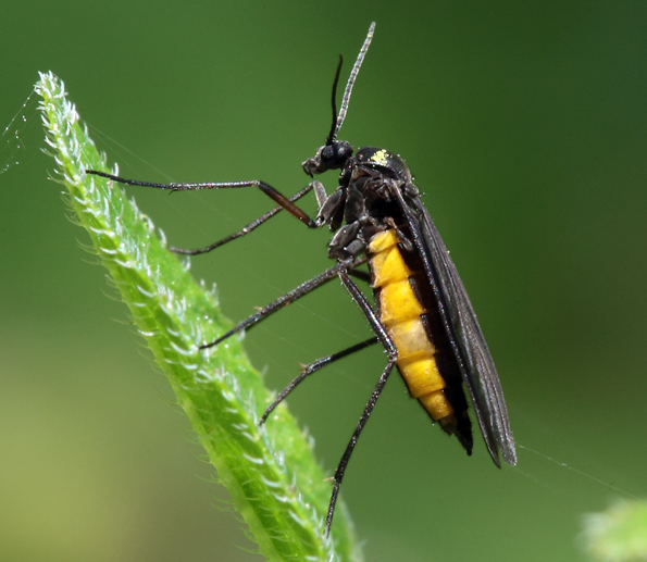 Argidae? No Sciaridae: Sciara hemerobioides